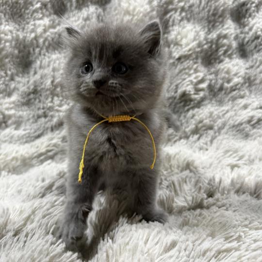 chaton Ragdoll blue jaune Les Ragdolls de la Croisette