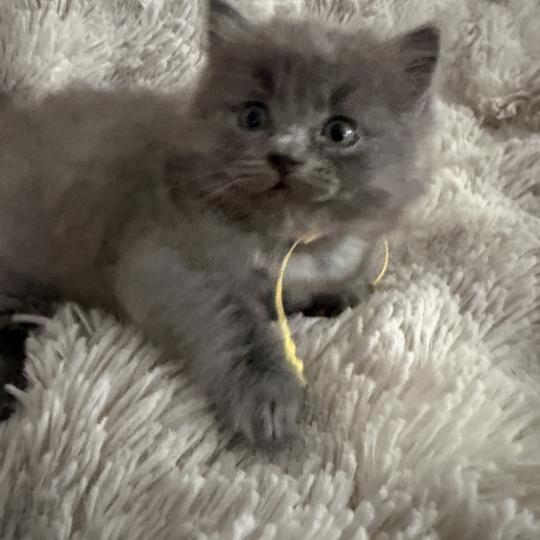 chaton Ragdoll blue jaune Les Ragdolls de la Croisette