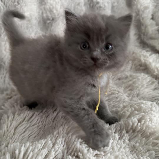 chaton Ragdoll blue jaune Les Ragdolls de la Croisette