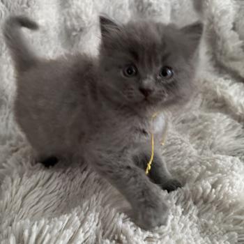 chaton Ragdoll blue jaune Les Ragdolls de la Croisette