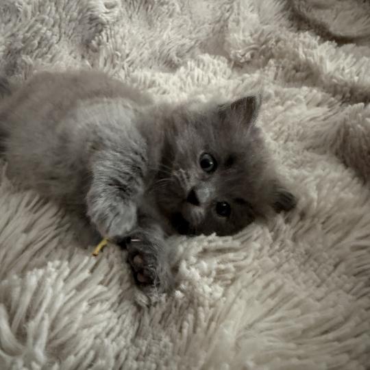 chaton Ragdoll blue jaune Les Ragdolls de la Croisette