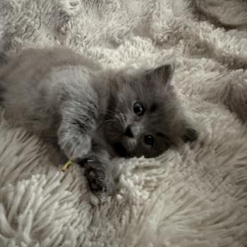 chaton Ragdoll blue jaune Les Ragdolls de la Croisette