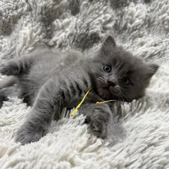 chaton Ragdoll blue jaune Les Ragdolls de la Croisette