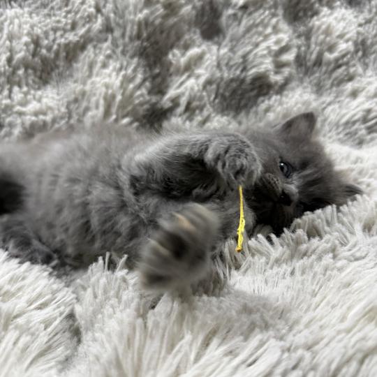 chaton Ragdoll blue jaune Les Ragdolls de la Croisette