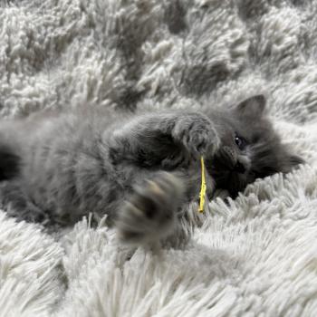chaton Ragdoll blue jaune Les Ragdolls de la Croisette