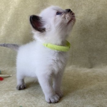 chaton Ragdoll seal point Jaune fluo Les Ragdolls de la Croisette