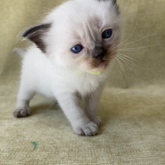 chaton Ragdoll seal point Jaune fluo Les Ragdolls de la Croisette