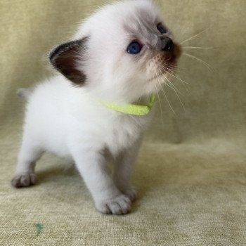 chaton Ragdoll seal point Jaune fluo Les Ragdolls de la Croisette