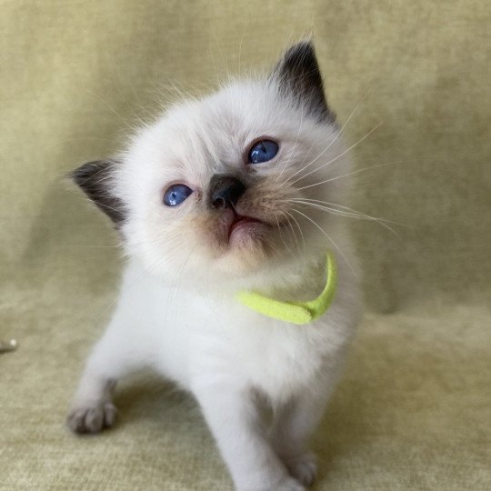 chaton Ragdoll seal point Jaune fluo Les Ragdolls de la Croisette