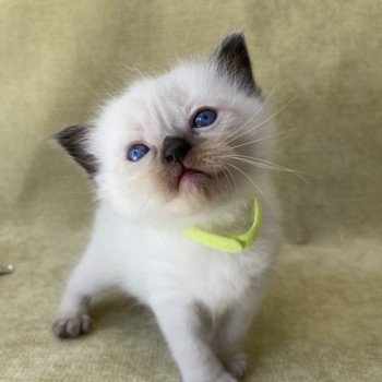 chaton Ragdoll seal point Jaune fluo Les Ragdolls de la Croisette chaton Ragdoll seal point Jaune fluo Les Ragdolls de la Croisette