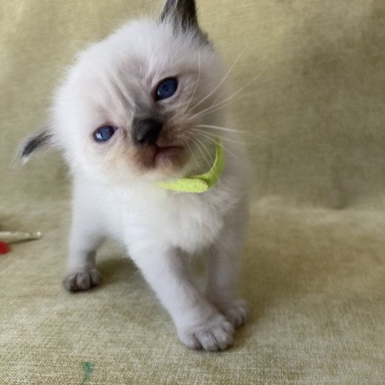 chaton Ragdoll seal point Jaune fluo Les Ragdolls de la Croisette