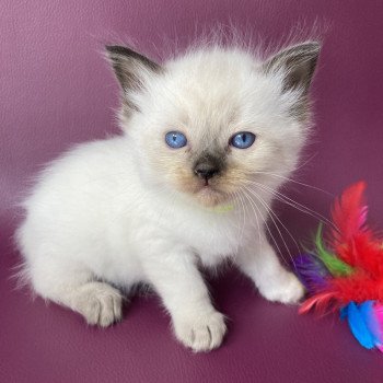 chaton Ragdoll seal point Jaune fluo Les Ragdolls de la Croisette