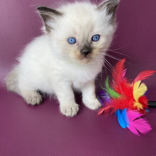 chaton Ragdoll seal point Jaune fluo Les Ragdolls de la Croisette