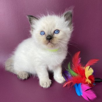 chaton Ragdoll seal point Jaune fluo Les Ragdolls de la Croisette