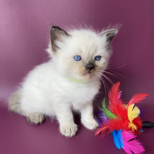 chaton Ragdoll seal point Jaune fluo Les Ragdolls de la Croisette