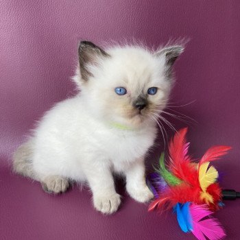 chaton Ragdoll seal point Jaune fluo Les Ragdolls de la Croisette