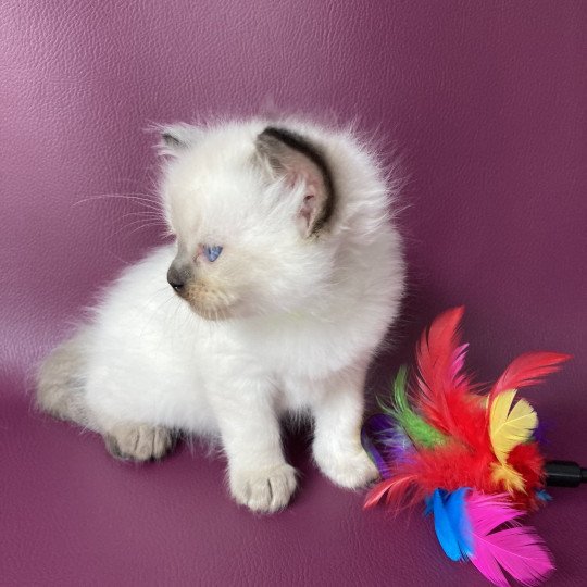 chaton Ragdoll seal point Jaune fluo Les Ragdolls de la Croisette