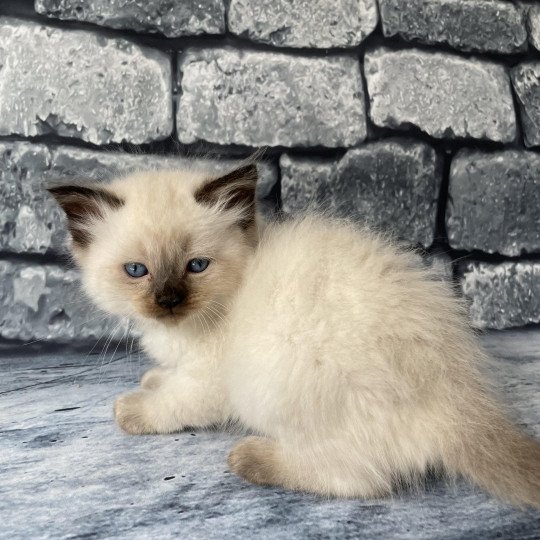 chaton Ragdoll seal point Jaune fluo Les Ragdolls de la Croisette