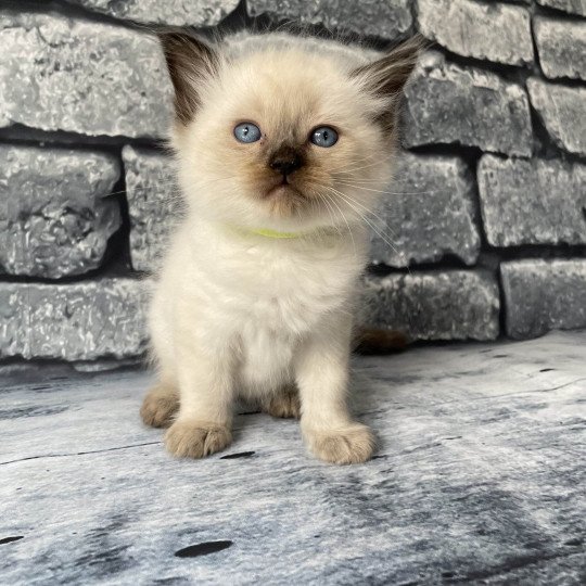 chaton Ragdoll seal point Jaune fluo Les Ragdolls de la Croisette