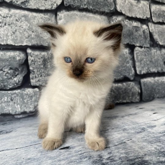 chaton Ragdoll seal point Jaune fluo Les Ragdolls de la Croisette