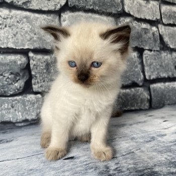 chaton Ragdoll seal point Jaune fluo Les Ragdolls de la Croisette