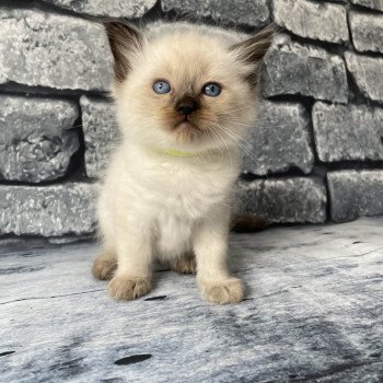 chaton Ragdoll seal point Jaune fluo Les Ragdolls de la Croisette chaton Ragdoll seal point Jaune fluo Les Ragdolls de la Croisette