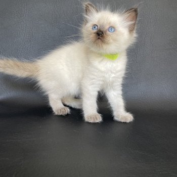 chaton Ragdoll seal point Jaune fluo Les Ragdolls de la Croisette