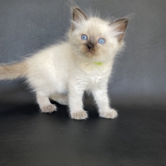 chaton Ragdoll seal point Jaune fluo Les Ragdolls de la Croisette