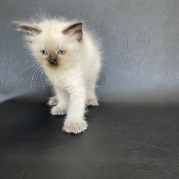 chaton Ragdoll seal point Jaune fluo Les Ragdolls de la Croisette