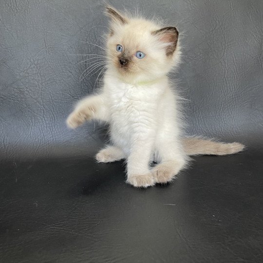 chaton Ragdoll seal point Jaune fluo Les Ragdolls de la Croisette