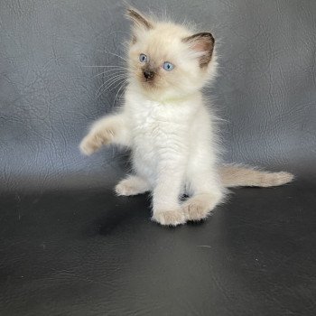 chaton Ragdoll seal point Jaune fluo Les Ragdolls de la Croisette