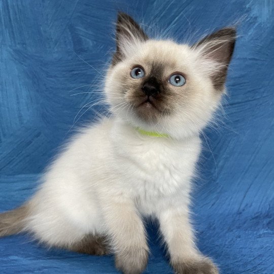 chaton Ragdoll seal point Jaune fluo Les Ragdolls de la Croisette