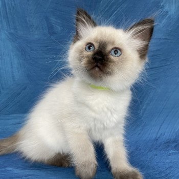 chaton Ragdoll seal point Jaune fluo Les Ragdolls de la Croisette