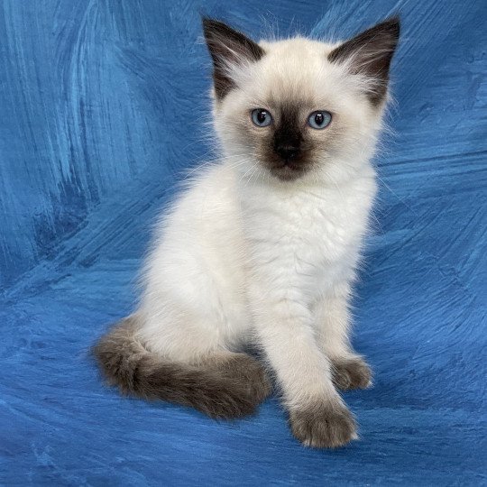 chaton Ragdoll seal point Jaune fluo Les Ragdolls de la Croisette