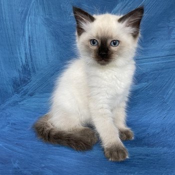 chaton Ragdoll seal point Jaune fluo Les Ragdolls de la Croisette