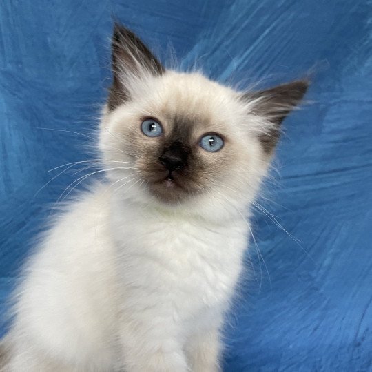 chaton Ragdoll seal point Jaune fluo Les Ragdolls de la Croisette