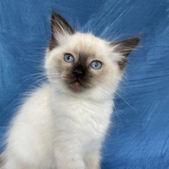 chaton Ragdoll seal point Jaune fluo Les Ragdolls de la Croisette