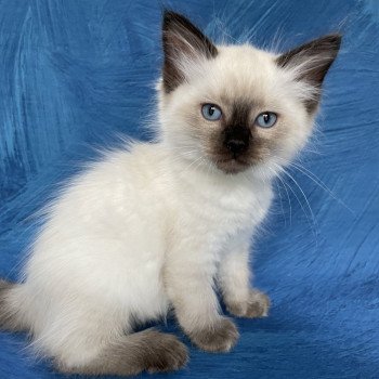 chaton Ragdoll seal point Jaune fluo Les Ragdolls de la Croisette