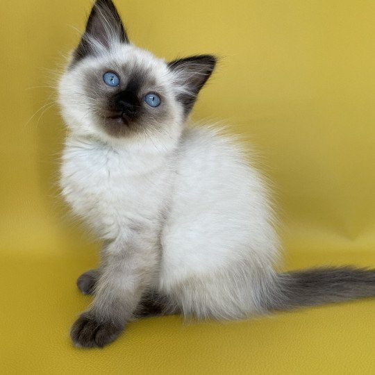 chaton Ragdoll seal point Seccotine Les Ragdolls de la Croisette