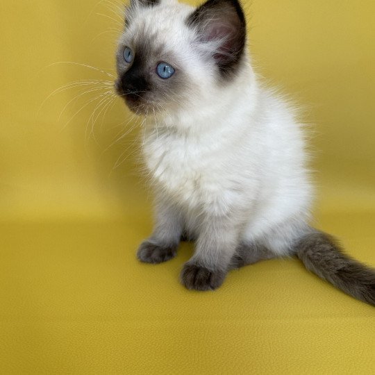 chaton Ragdoll seal point Seccotine Les Ragdolls de la Croisette