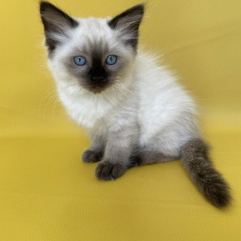 chaton Ragdoll seal point Seccotine Les Ragdolls de la Croisette