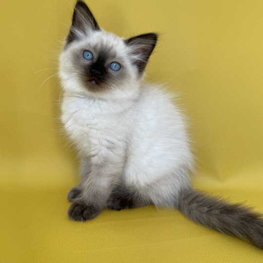 chaton Ragdoll seal point Seccotine Les Ragdolls de la Croisette