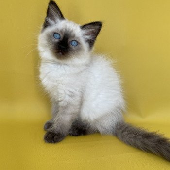 chaton Ragdoll seal point Seccotine Les Ragdolls de la Croisette chaton Ragdoll seal point Seccotine Les Ragdolls de la Croisette