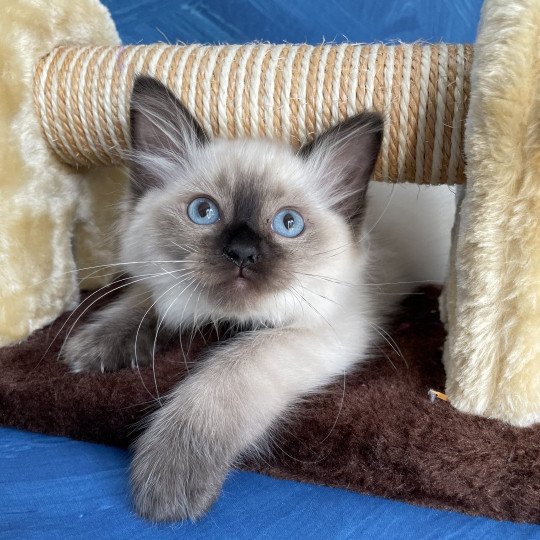 chaton Ragdoll seal point Seccotine Les Ragdolls de la Croisette