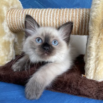 chaton Ragdoll seal point Seccotine Les Ragdolls de la Croisette