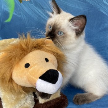 chaton Ragdoll seal point Seccotine Les Ragdolls de la Croisette