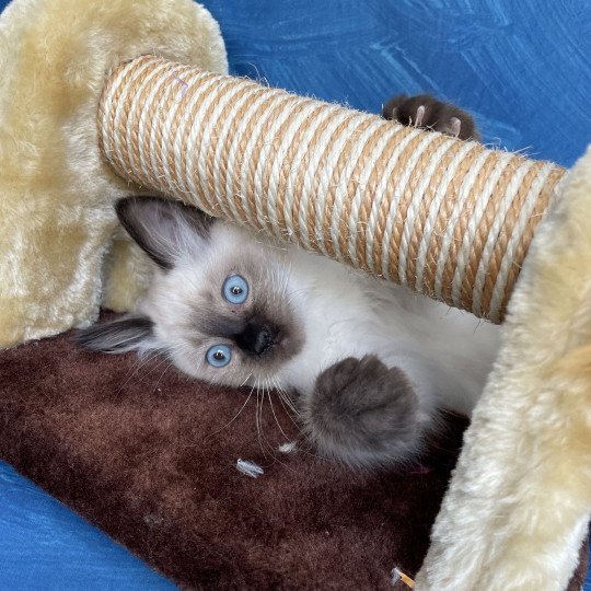 chaton Ragdoll seal point Seccotine Les Ragdolls de la Croisette