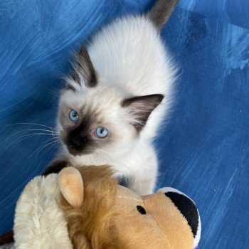 chaton Ragdoll seal point Seccotine Les Ragdolls de la Croisette