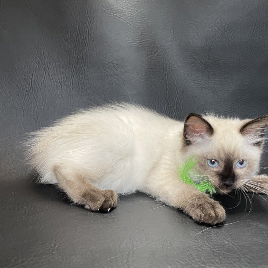 chaton Ragdoll seal point Seccotine Les Ragdolls de la Croisette