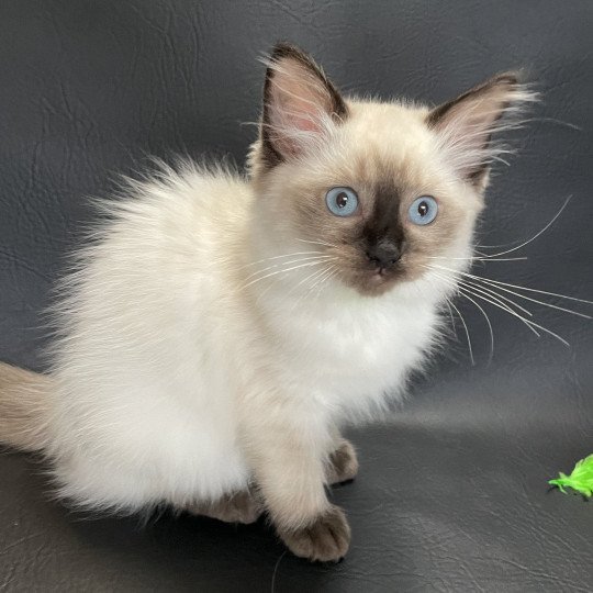 chaton Ragdoll seal point Seccotine Les Ragdolls de la Croisette